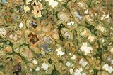 Polished Rainforest Jasper (Rhyolite) Slab - Australia #208181-1